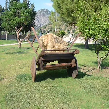 Oasis