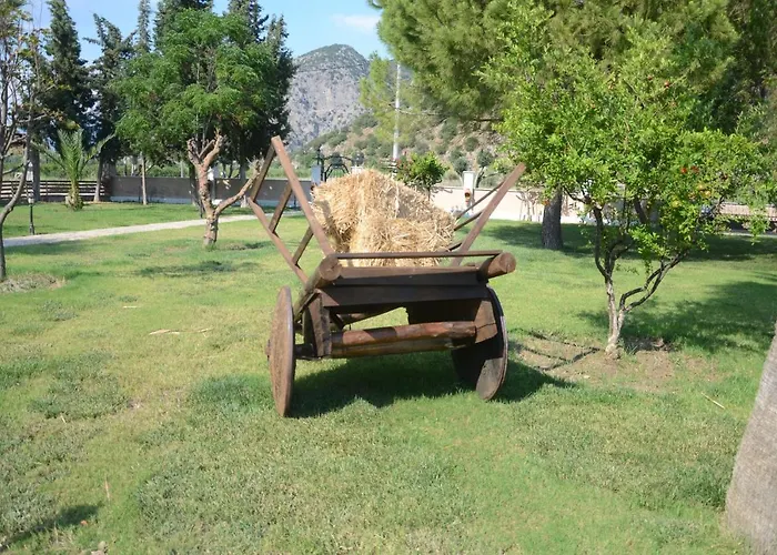 Oasis